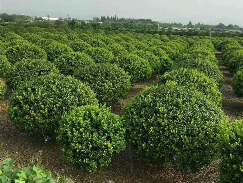 樹球基地